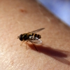 blomfluga