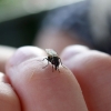 fluga